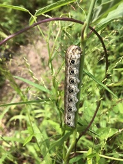 Proserpinus terlooii