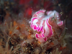 Prostheceraeus roseus