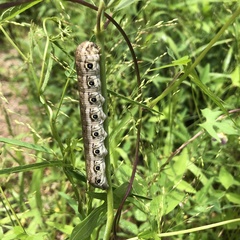 Proserpinus terlooii