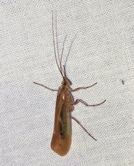 Limnephilus flavastellus