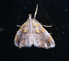 Glaphyria basiflavalis