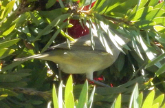 Leiothlypis celata orestera