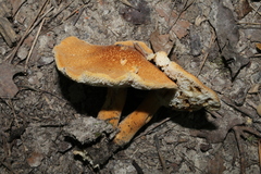 Chestnut bolete (Gyroporus castaneus)
