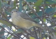 Leiothlypis celata orestera