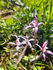 Caladenia hirta rosea