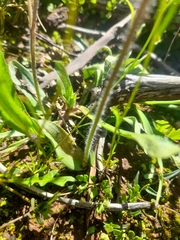 Caladenia hirta rosea