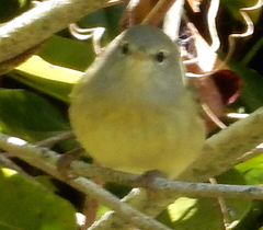 Leiothlypis celata orestera