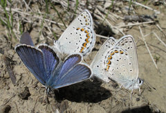 Plebejus idas atrapraetextus