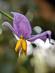 Solanum trilobatum