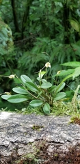 Masdevallia nidifica