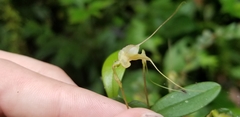 Masdevallia nidifica