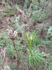 Plectocephalus chilensis