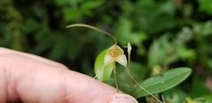 Masdevallia nidifica