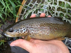 Salmo marmoratus