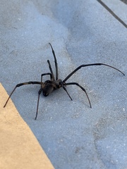 Latrodectus geometricus