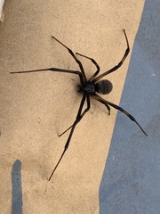 Latrodectus geometricus