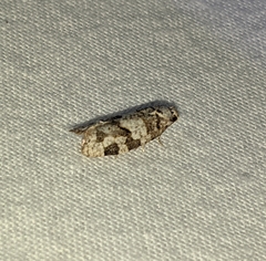 Argyrotaenia provana