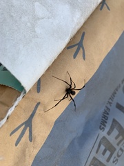 Latrodectus geometricus