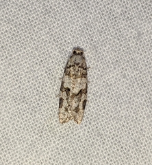 Argyrotaenia provana