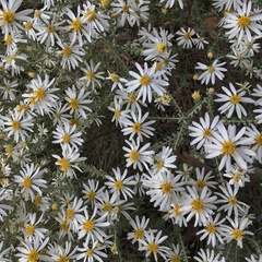Olearia pimeleoides
