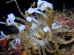 Isarachnanthus