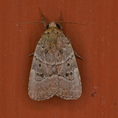 Elaphria fuscimacula