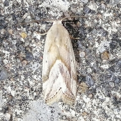 Micrathetis