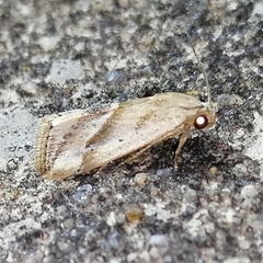 Micrathetis