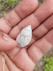 Plectostylus coquimbensis