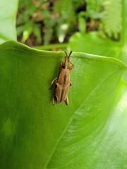 Sphenocorynes kosempoensis