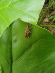 Sphenocorynes kosempoensis