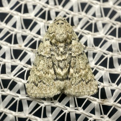 Blenina lichenopa