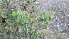 Senegalia crassifolia