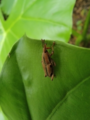 Sphenocorynes kosempoensis