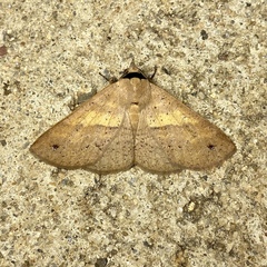 Ophyx eurrhoa