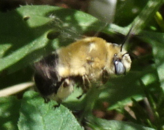 Anthophora montana