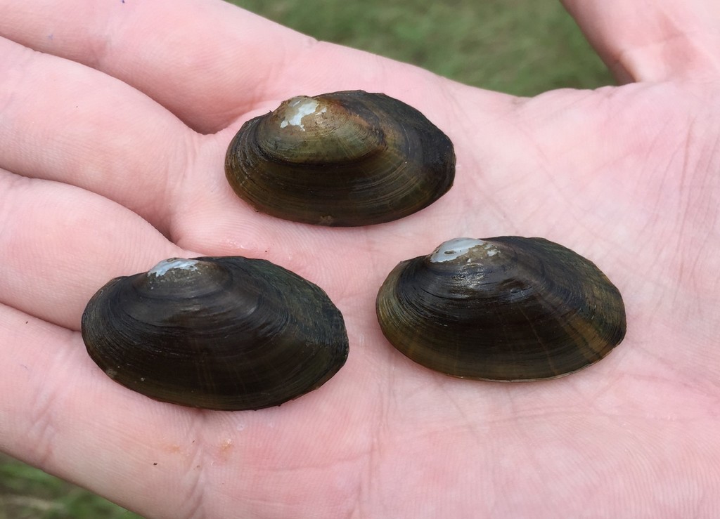 Rayed Creekshell