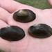 Rayed Creekshell - Photo (c) Jeff Garner, some rights reserved (CC BY-NC), uploaded by Jeff Garner