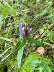 Gentiana linearis