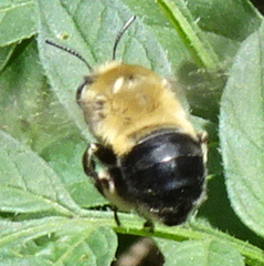 Anthophora montana
