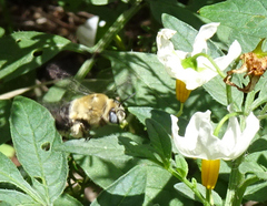 Anthophora montana