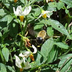 Anthophora montana