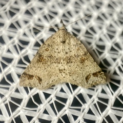 Lithilaria proestans