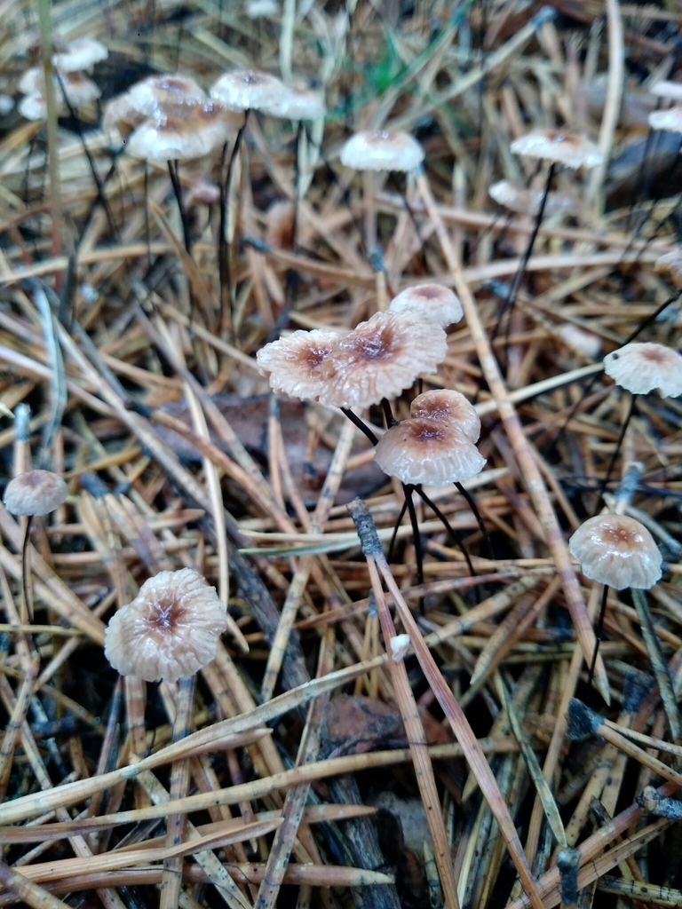 Gymnopus androsaceus