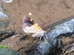 Heterusia