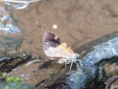 Heterusia