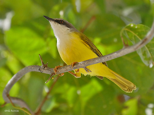Green-backed Eremomela