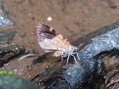Heterusia