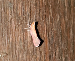 Apache degeeri