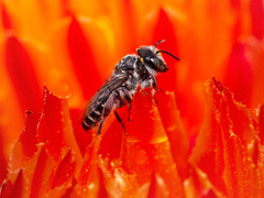 Lithurgopsis echinocacti